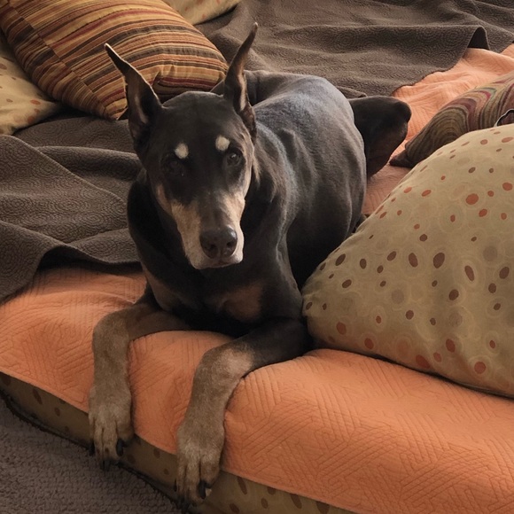 Meet your Posher, Rhett - Picture 2 of 5